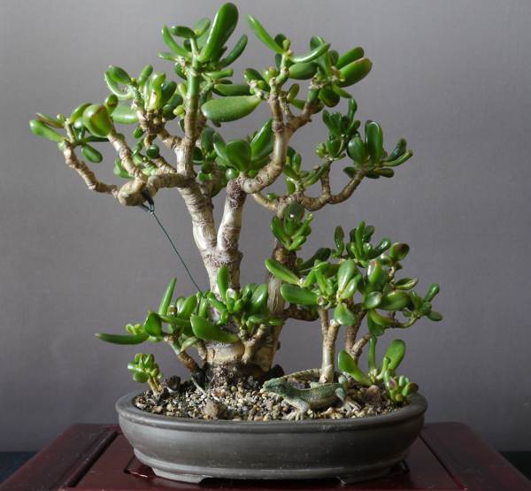 pénzfát ültetni a Feng Shui szerint 