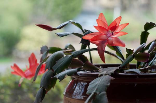 virág Decembrista tarthatom otthon 