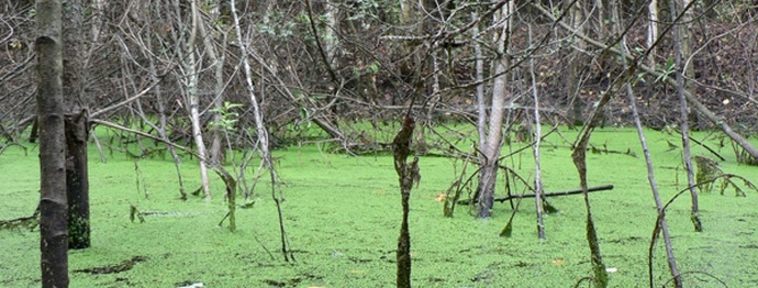 Milyen titkokat rejt el a mocsarak?