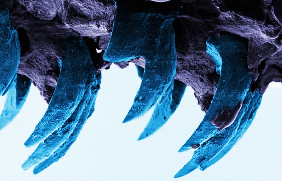 Melyik anyag a legtartósabb a Földön, a tudósok találták