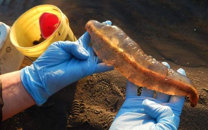 A kanadai pár titokzatos lényt fogott el a tóban