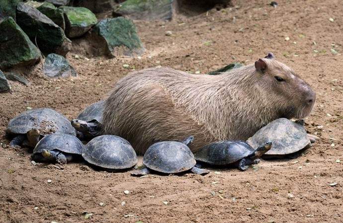 A Capybara misztikusan vonzó rágcsáló, akit mindenki szeret.