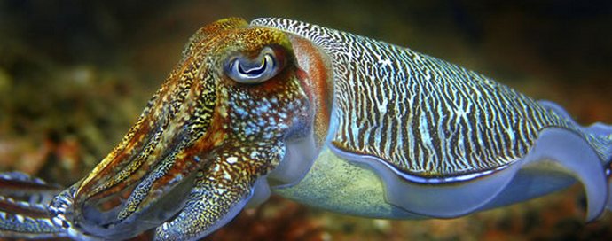 Tintahal - Tengeri kaméleonok