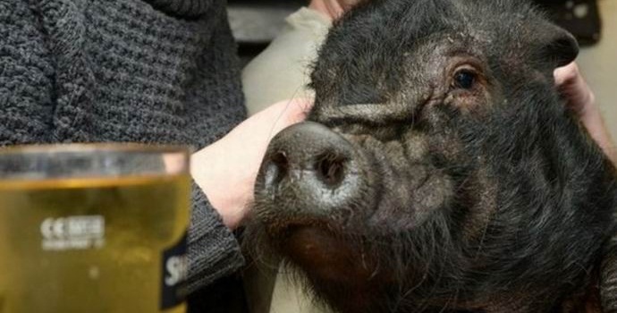 A törpe sertést egy londoni kocsmában már nem öntik.