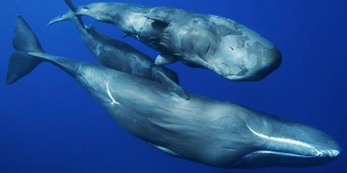 A spermium bálnák különböző nyelvjárásokat használnak, és megvan a saját kultúrájuk.