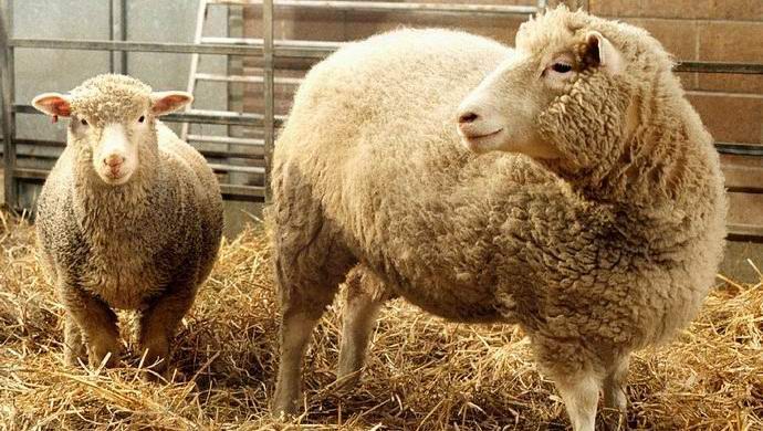 A kínai elkezdi a kereskedelmi állatok klónozását