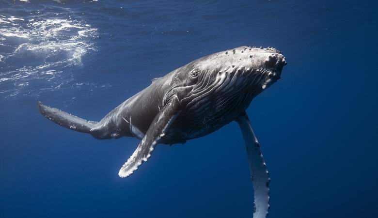 A bálnák és a delfinek nem tudnak sós vizet inni, de mit isznak?
