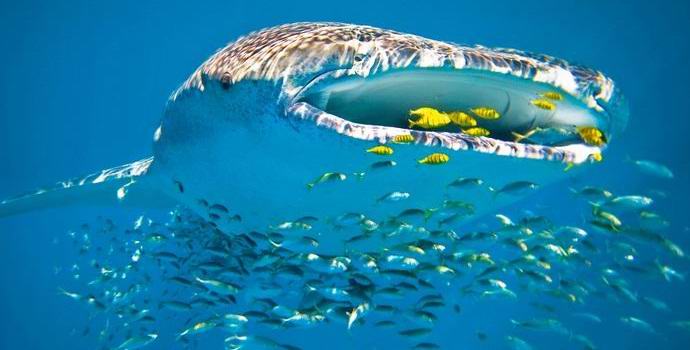 A bálnacápa az Internet csillagává vált, és a halászhálóban lazíthat.