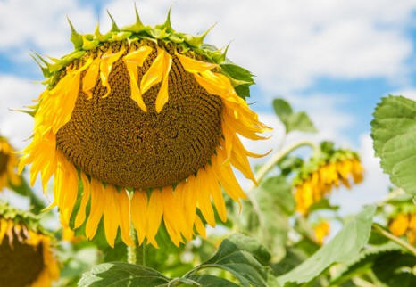 Napraforgó. Fotó: pbf-kolos.com.ua
