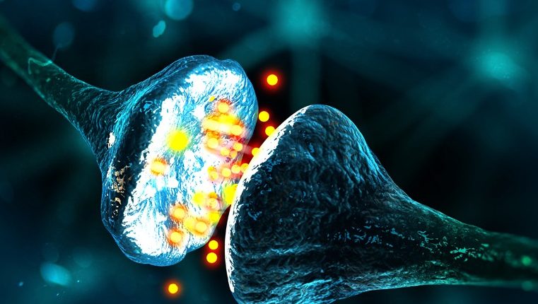 Ennek a startupnak a számítógépes chipjeit emberi idegsejtek működtetik. 