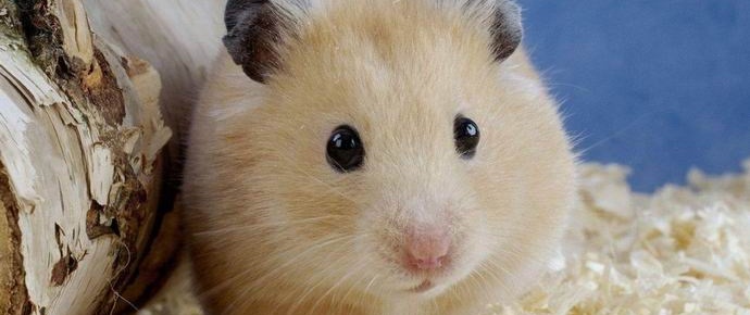 A koreai tanár hörcsögöt evett a gyermekek előtt