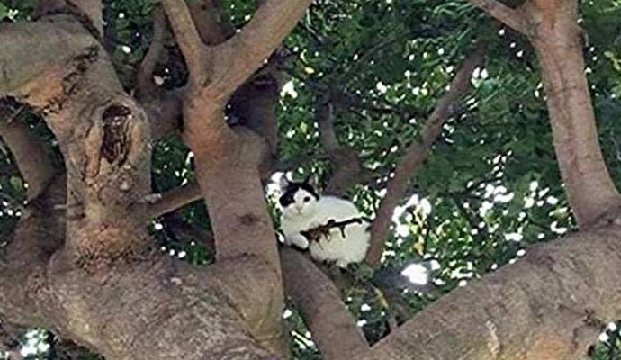 A macska a puskával megrémítette az amerikait