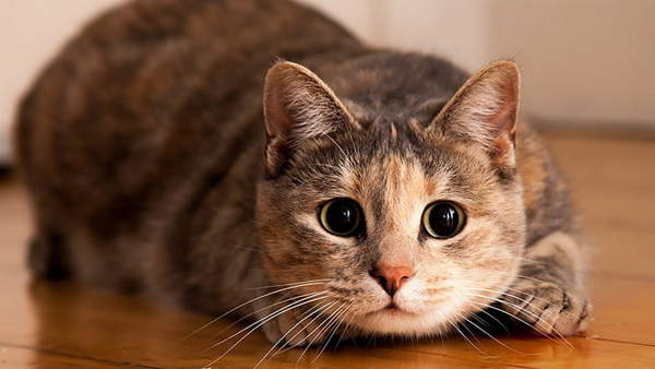 macskákkal kapcsolatos jelek a házban 