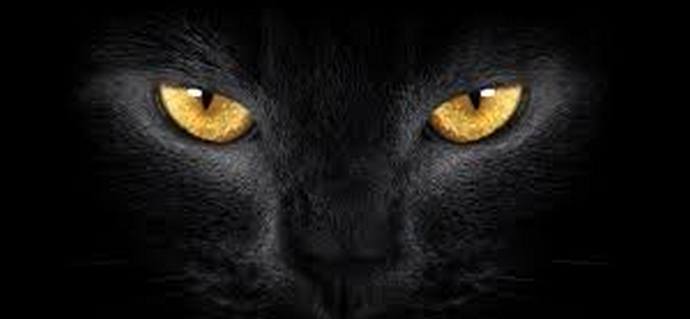 Macskák, amelyek továbbra is örülnek, megijesztenek és lepnek meg minket