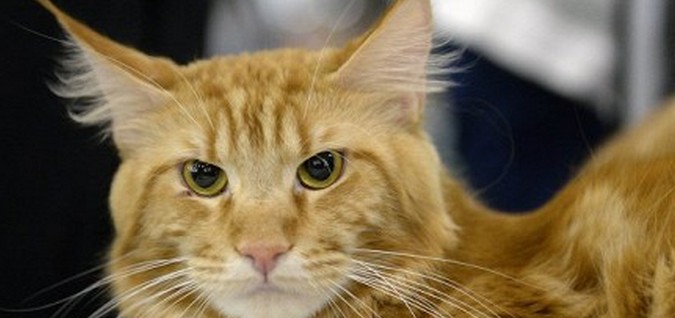 A macskák jobban bíznak a szemekben