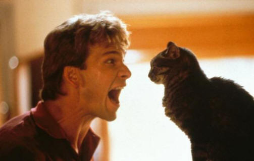 A macskák valóban láthatnak valamit, ami az emberi szem számára elérhetetlen.