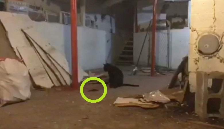 A macska megérte a fekete érthetetlen mozgó tömegét