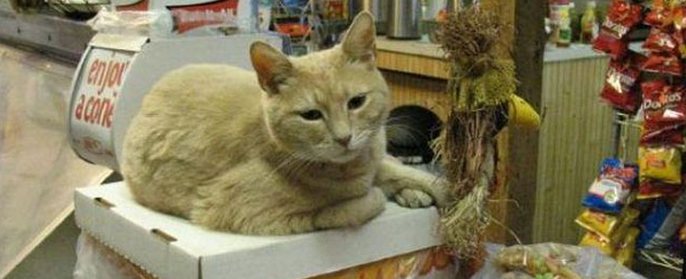 Cat Stubbs - az első macskapolgármester a világon