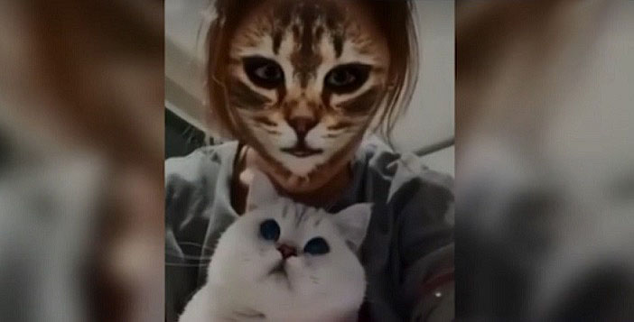 A macskákat sokkolta