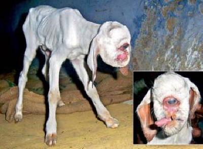 A Cyclops gyerek egy kis indiai faluban született