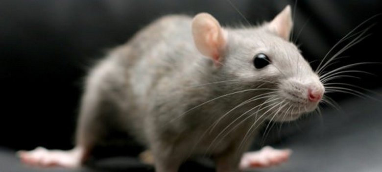 A patkány nem csak egy embert, hanem a macskát is megijeszti