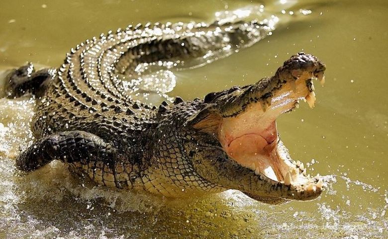 A krokodil húzta a krokodil görgőt