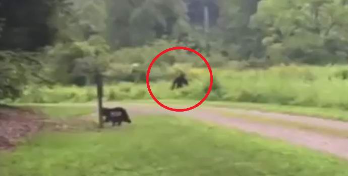 Az apró kutya megijesztette a lábát