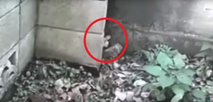 Egy kis elf elkapott egy videokamerát a gyerekekről