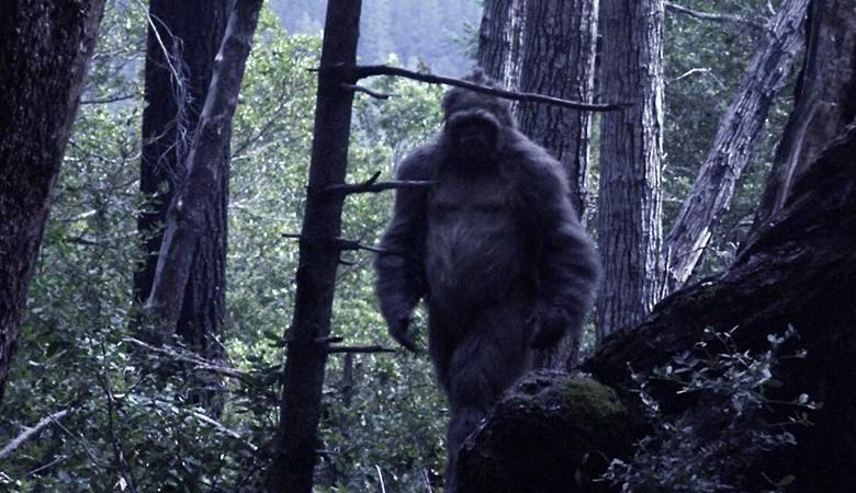 Valaki, esetleg yeti, közel állt az erdőben lévő videócsapdahoz