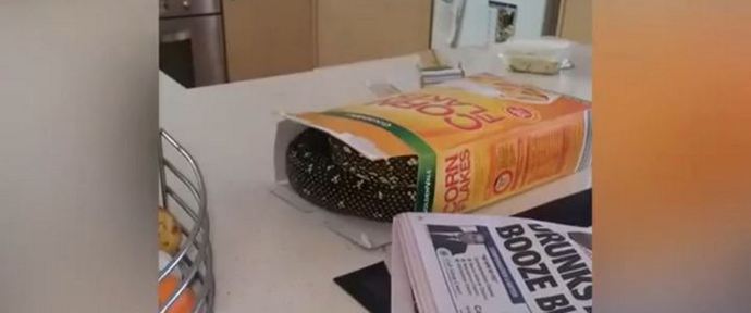 Python vásárlás kukoricapehely helyett