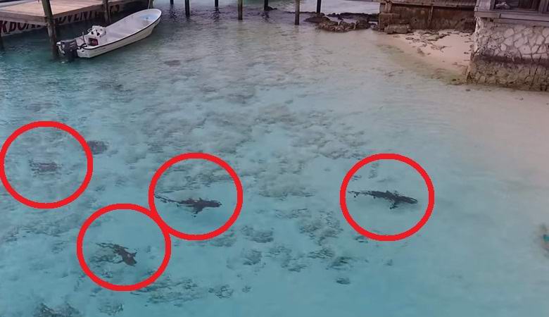 A quadcopter megmentette a fiút a cápák támadásaitól