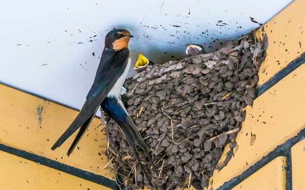 fecskefészek a tető alatt 