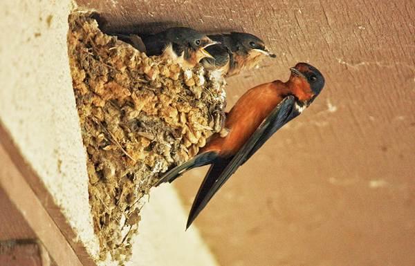 fecskefészek az ablak felett 