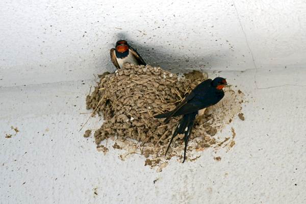 fecskefészek az erkélyen 