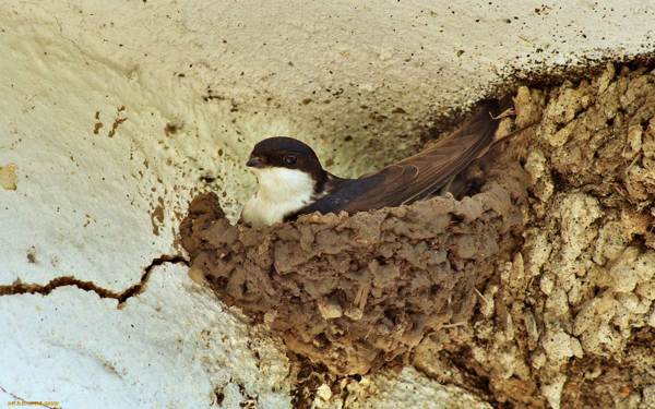 fecskefészek a házon 