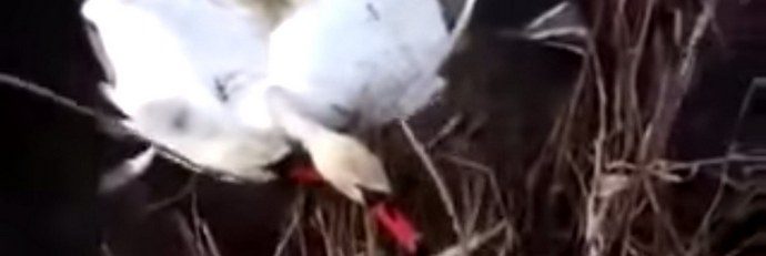 A hattyúk összezavarodhatnak a nyakukban és ... elveszhetnek