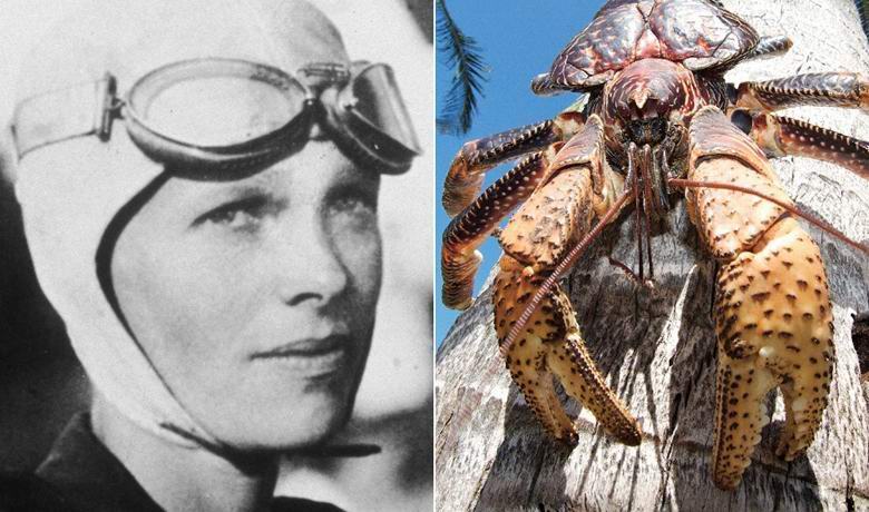A legendás aviator Amelia Earhart óriási húsevő rákok ették meg