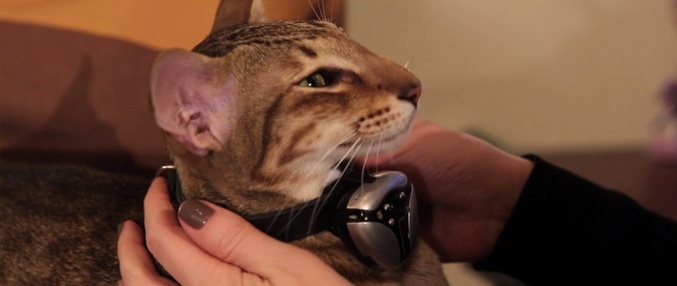 A legjobb eszköz macskákhoz vagy azok tulajdonosaihoz?
