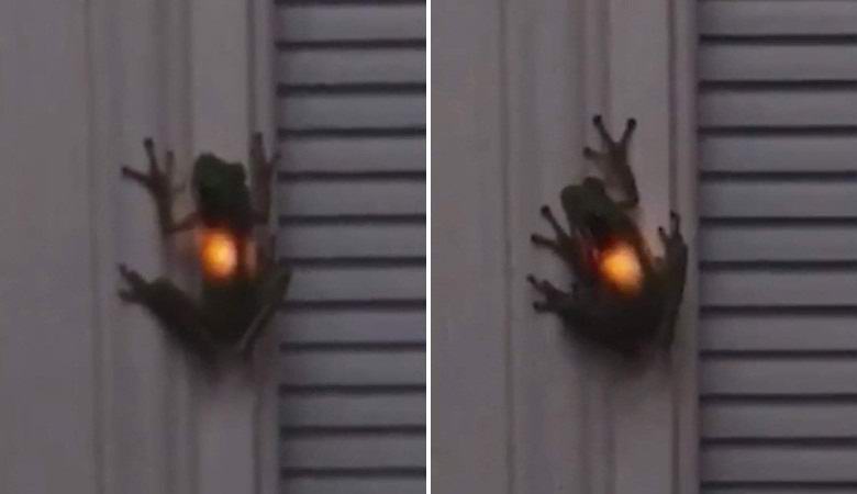 A béka lenyelte a szentjánosbogárot, és önmagában felgyújtott