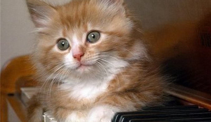 Szereti a macskákat a klasszikus zene?