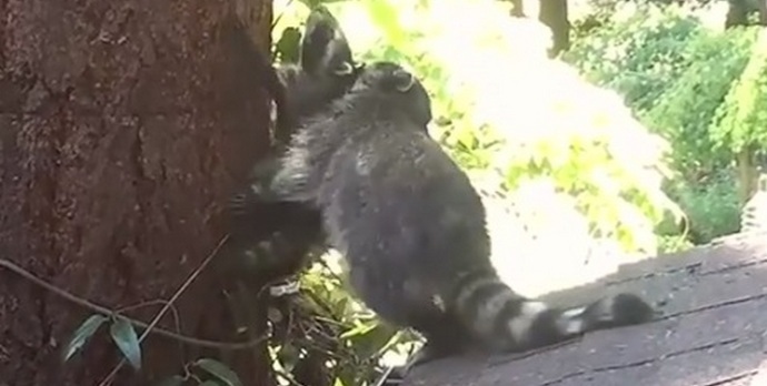 Mosómedve anya nyújtja az első leckét gyermekének