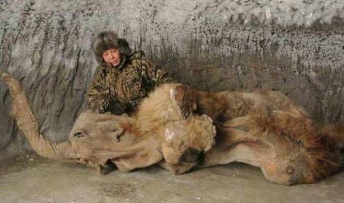 Még élnek a mamutok?