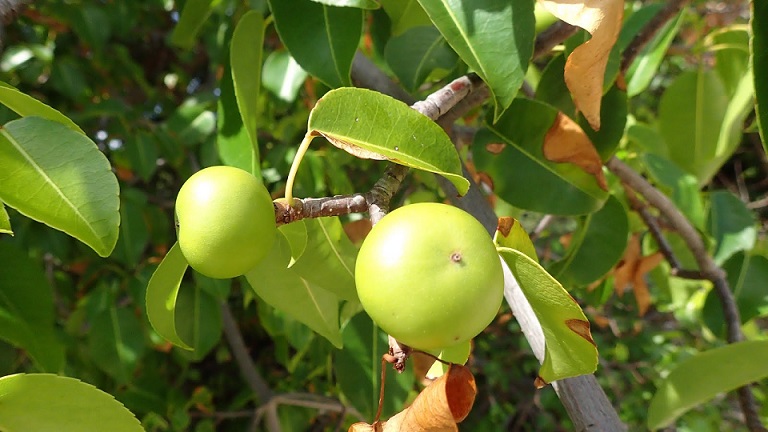 Mancinella fa - a legveszélyesebb növény a Földön