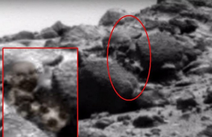 A marsi szakállasnak bizonyult, és kutyával is