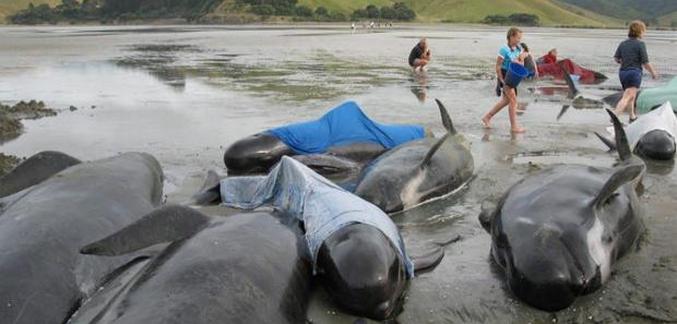Dolphin hatalmas öngyilkossága megismétlődik