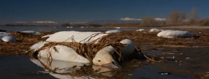 Halott libák - az amerikaiak fején