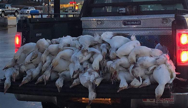 A halott libák hirtelen kezdtek esni az égből Idahoban