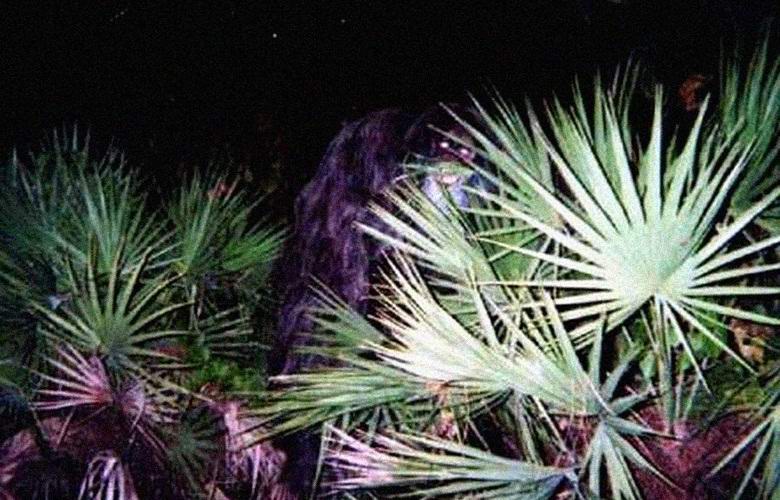 A mitikus skunk majom ismét megütötte a kamera lencséjét