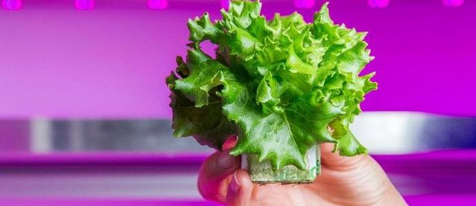 A Philips megmenti a világot az éhségtől