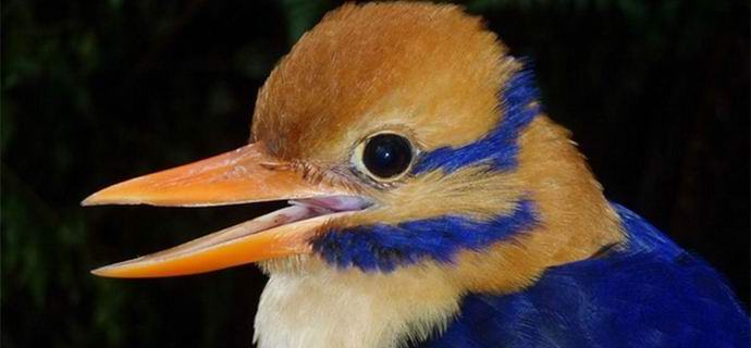 A világ tudományos közössége dühös az amerikai ellen, aki megölte a legritkább madár